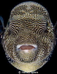 Map Puffer in Your face by Henley Spiers 